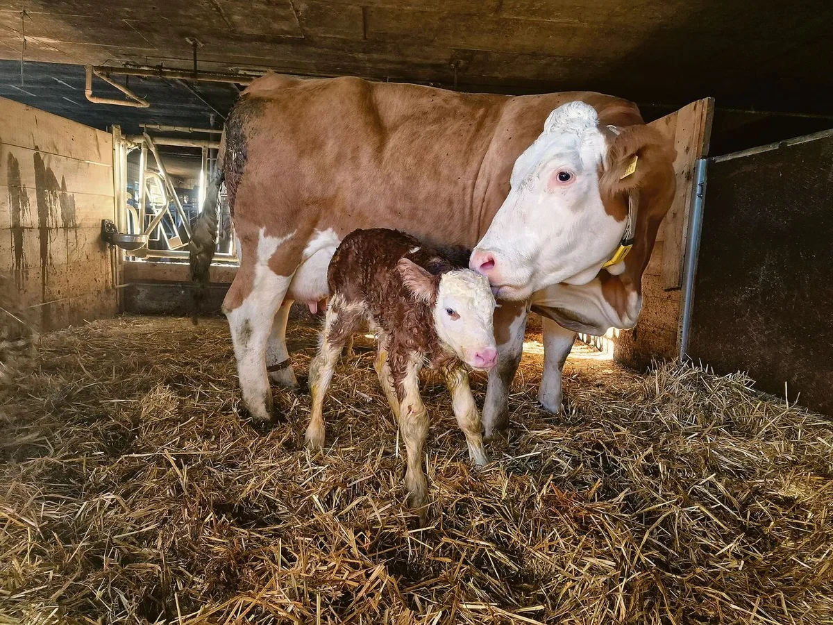 Immer wieder werden in der Schweiz permanent mit BVD infizierte (PI)-Tiere geboren. Sie spielen eine entscheidende Rolle in der Verbreitung der Seuche.