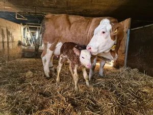 Immer wieder werden in der Schweiz permanent mit BVD infizierte (PI)-Tiere geboren. Sie spielen eine entscheidende Rolle in der Verbreitung der Seuche.