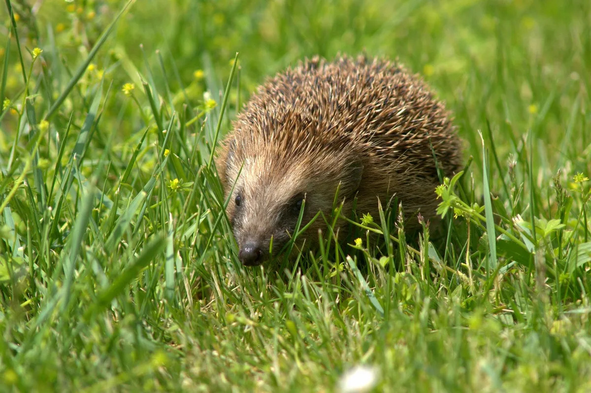 igel_gras Antibiotikaresistenz entstand auf Igeln, nicht im Stall