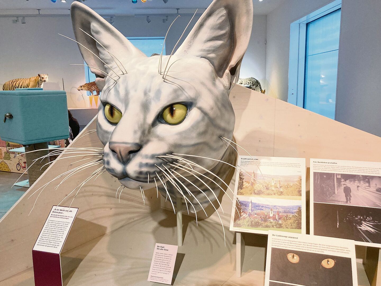 Im St. Galler Naturmuseum dreht sich alles um die Katze