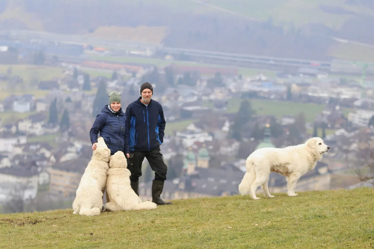 Bild_1_22_ «Ohne Wolf hätten wir sicher keine Herdenschutzhunde» – Die Schwyzer Familie Kälin berichtet