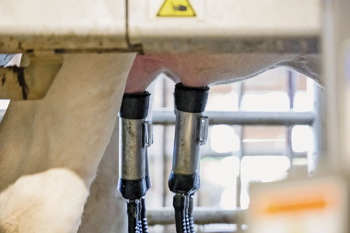 5e7c4abf0c5b7ec6834088f3cce7f454cac7ac4a1aa39bf886d16a40ac8100af Kuhmilch enthält vielversprechende Biomarker für die Gesundheit der Milchdrüse.