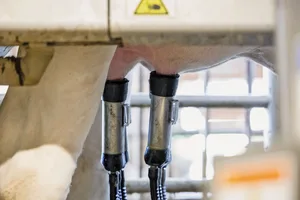 Kuhmilch enthält vielversprechende Biomarker für die Gesundheit der Milchdrüse.
