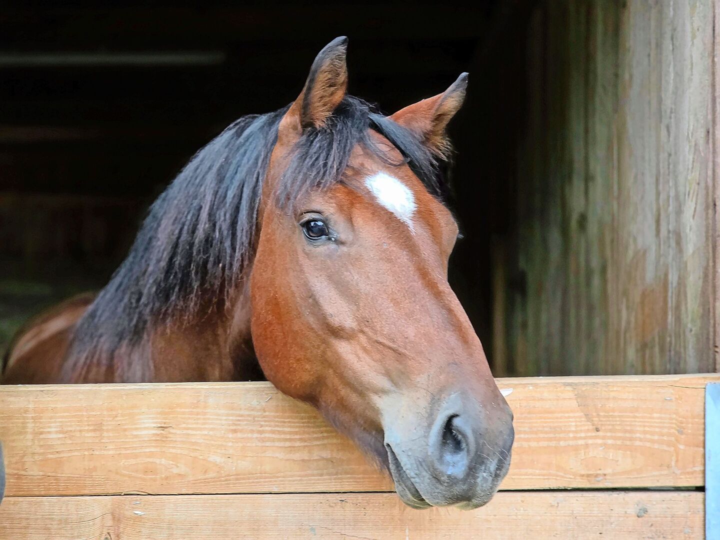 Bei den Freibergern laufen aktuell die Feldtests und die Fohlenschauen haben begonnen. Dem Verband fehlen aktuell aber Richter, um die Tiere zu beurteilen.
