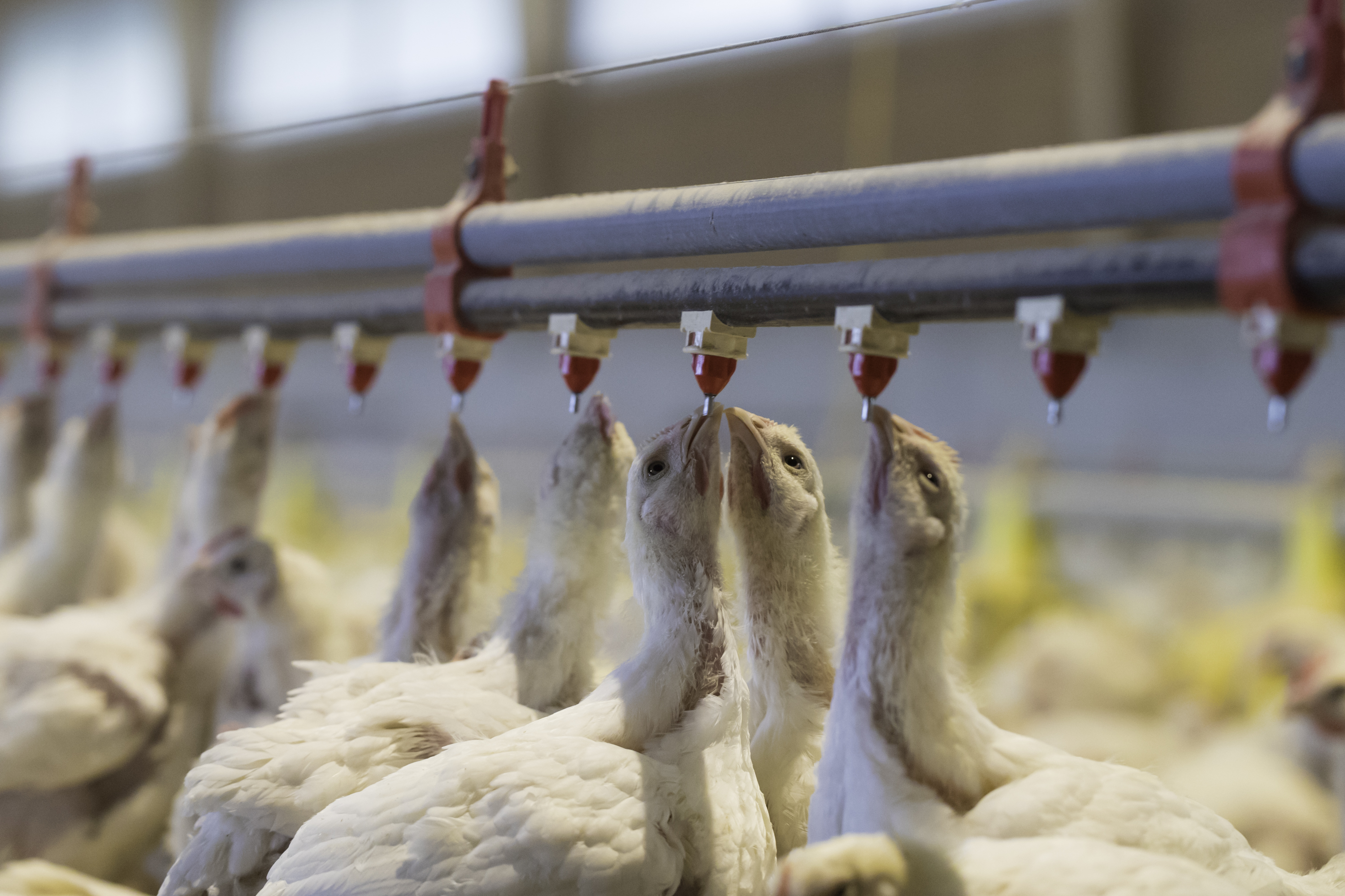 Bedenken wegen Lärm und Geruch sorgen immer wieder für Hürden beim Bau von Pouletmasthallen.