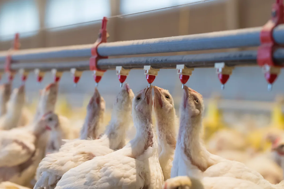 26 Tage alte Küken Bedenken wegen Lärm und Geruch sorgen immer wieder für Hürden beim Bau von Pouletmasthallen.