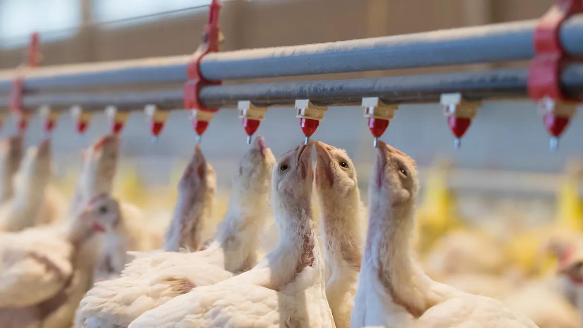 26 Tage alte Küken Bedenken wegen Lärm und Geruch sorgen immer wieder für Hürden beim Bau von Pouletmasthallen.