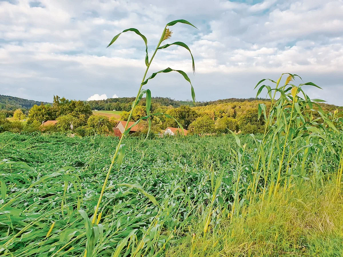 b7b46527cf82238b4ef5b23375a2f4a5e4e1752e Das Sorghum-Feld der Familie Poupon in Charmoille (JU) war schwer zu ernten. Die Pflanzen waren geknickt. (Bild zVg)