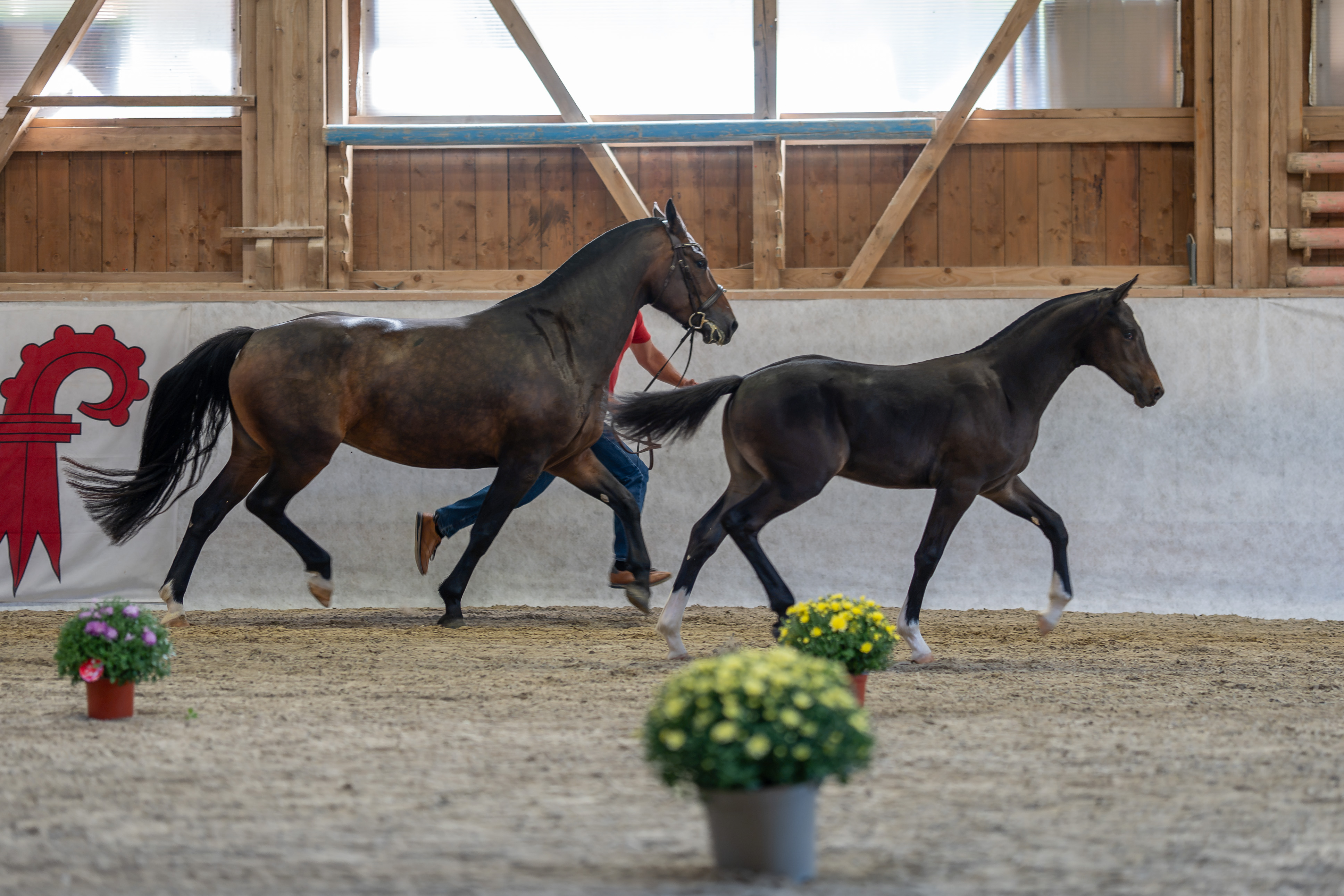Das Hengstfohlen von Expresso/Don Ovan du Clos Virat/Vitali aus dem Stall von Gabi und Urs Rippstein, Kienberg BL, gewinnt souverän.