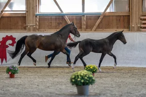 Das Hengstfohlen von Expresso/Don Ovan du Clos Virat/Vitali aus dem Stall von Gabi und Urs Rippstein, Kienberg BL, gewinnt souverän.