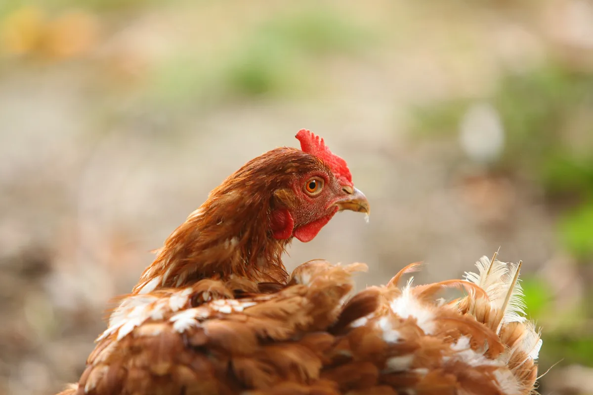 henne_jen Nachbessern beim Tierwohl in den rund 70'000 privaten Hühnerhaltungen