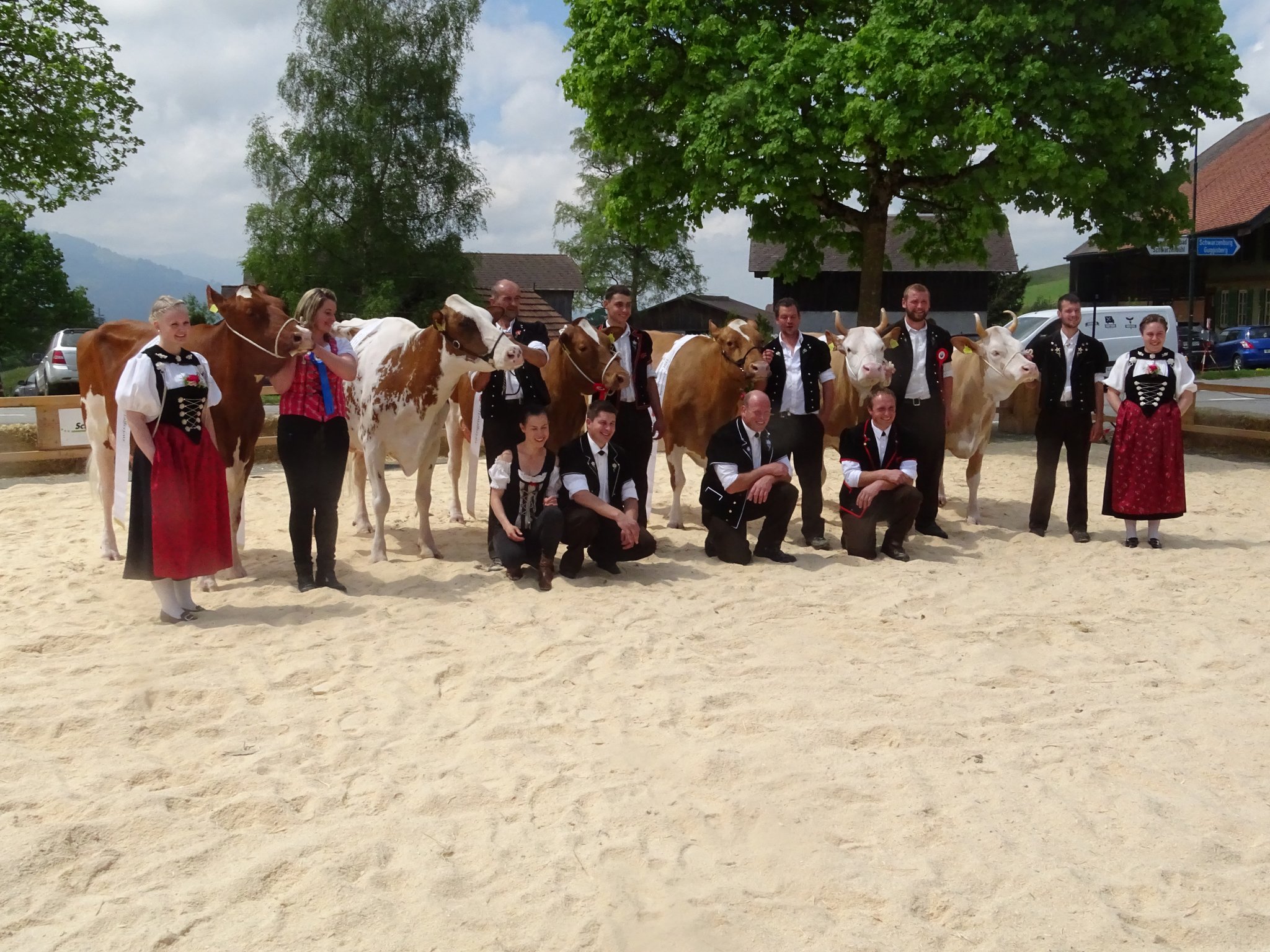 Fast jede Kuh an der Regionalviehschau in Riffenmatt ist eine Miss