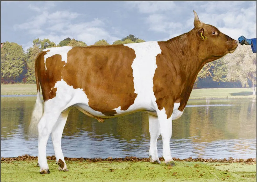 250d7b32b4c4ea51ddb85bb4e18be54652265453 Der SF-Stier Sarino Roxel von Christian Delabays aus Le Châtelard-près-Romont FR wurde neu befördert und steht bei Swissgenetics. (Bild KeLeKi)