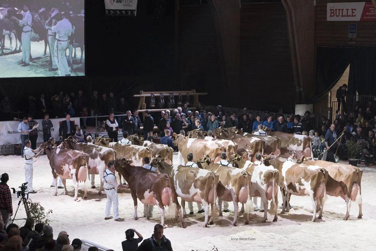 09bd6b113ba21457cc9b1d51021b6e65d172c7fe Bisher waren an der Expo Bulle nur Redholstein und Holstein-Kühe zu sehen. (Bild expobulle.ch)
