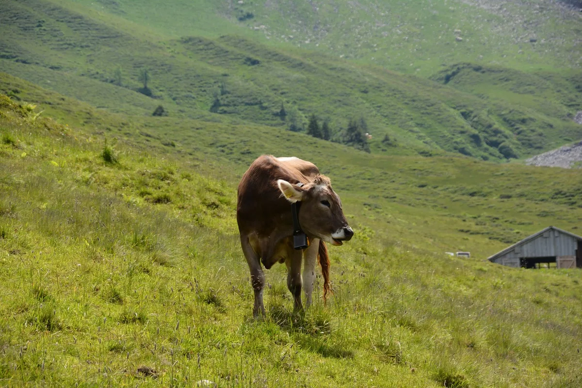 Bessere Rahmenbedingungen für Pflanzenbau und höhere Anforderungen an die Tierzucht