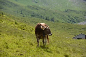 Die neue Tierzuchtverordnung bringt ein angepasstes Fördersystem und nimmt die Zuchtprogramme unter die Lupe.