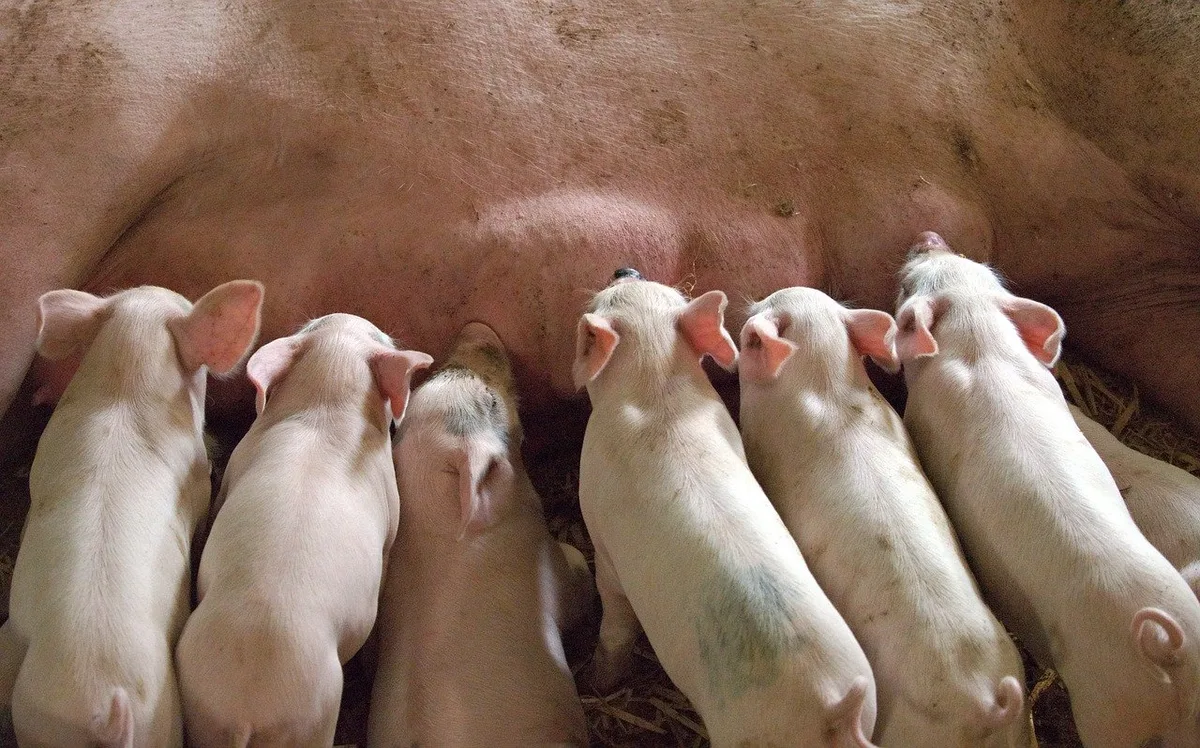 d64d2c039e7f6c9a8564fad54a1aba9d17b6372c Im betroffenen polnischen Betrieb lebten Ferkel, keine Mastschweine. (Symbolbild Pixabay)