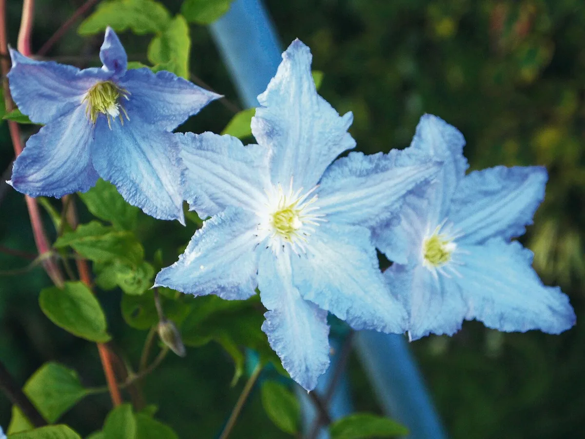 3dab5f93a776fabff2eba799d05385cf645914f10adb43de728dcc387fb1f98b Die Qual der Wahl: Clematis beeindrucken gibt es in weiss, rosa, blau, violett und gelb. Im Bild Clematis-Hybride 'Blue Angel'.