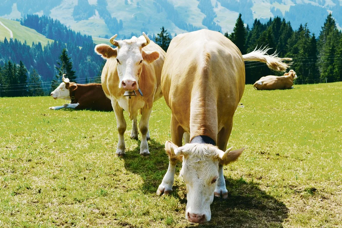 9c4d50a60ce23e39afb9606a86d52f703c52f6d8 Auch die Kühe gehören zum Inventar.(Bild pf)