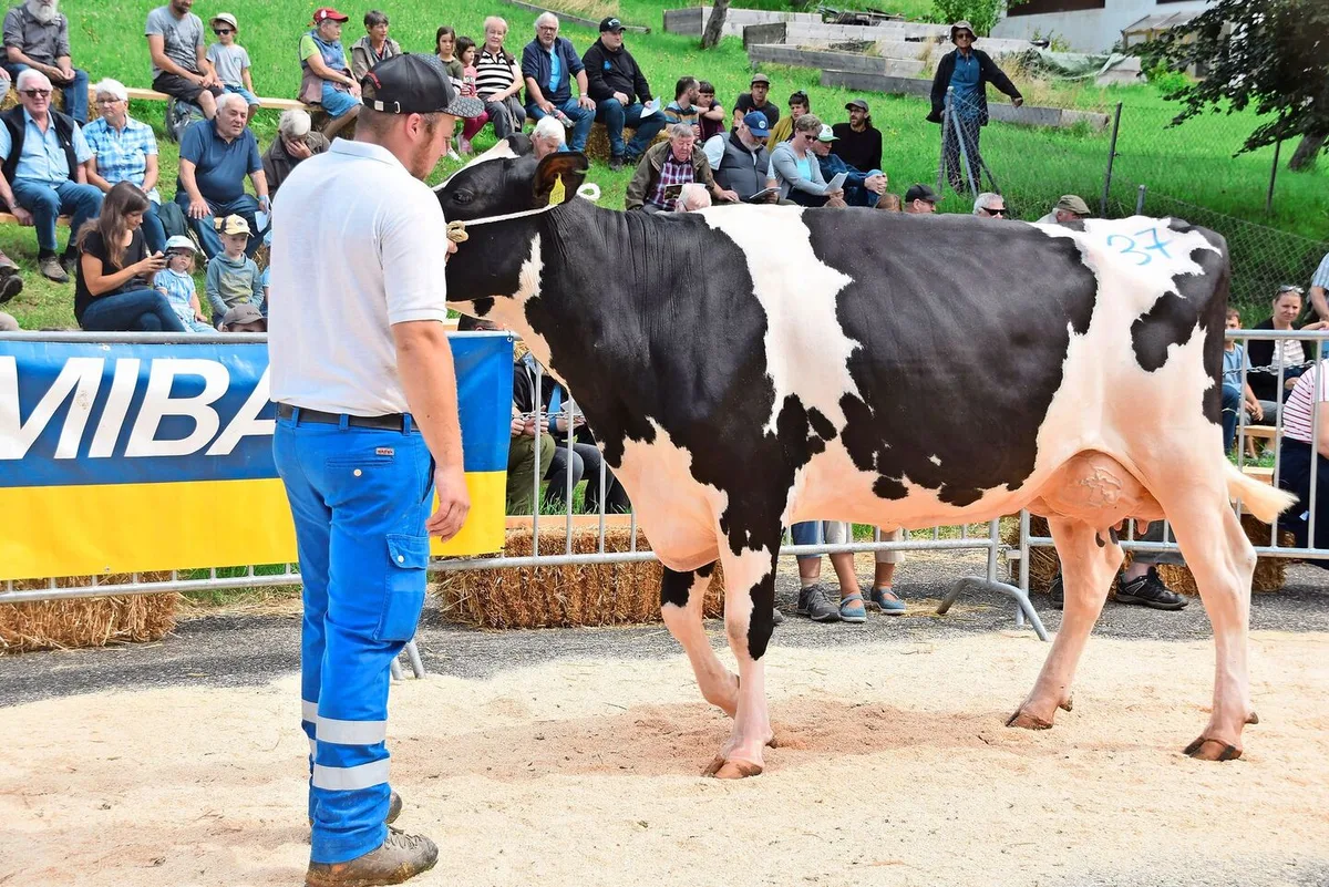 Sie löste den Spitzenpreis von 4350 Franken: die frisch abgekalbte Wow’s Bale Jessica von Markus Walser, Mümliswil.
