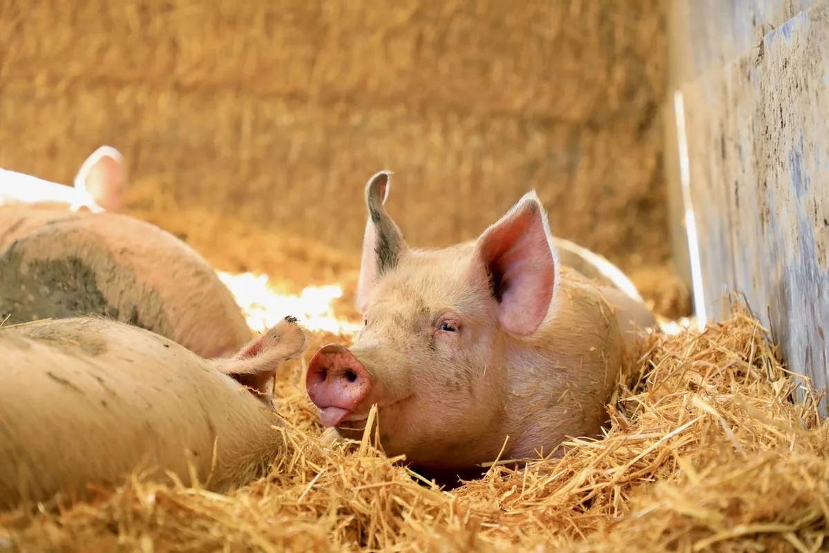 schwein-im-stroh-symbolbild Im Stroh liegendes Schwein.