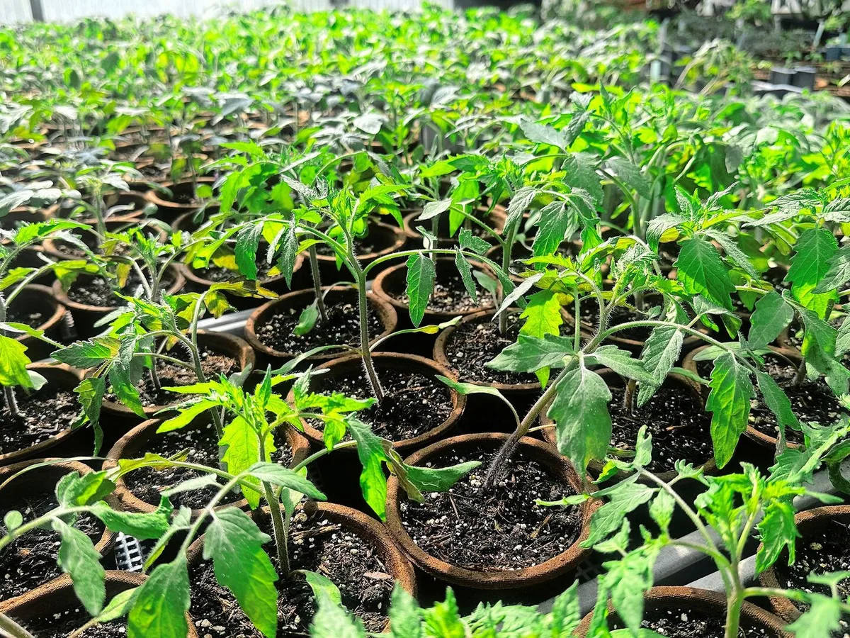 Ab Mitte Mai dürfen die Jungpflanzen in den Garten. Die Bodentemperatur sollte rund 15 Grad betragen. Die Pflanzen tief setzen, damit die Stiele zusätzliche Wurzeln bilden können.