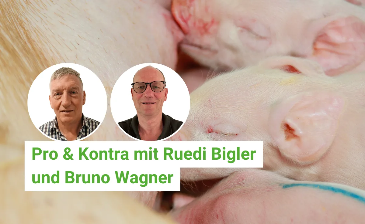 Pro & Kontra: Wie stehen Sie als Schweinehalter zum Stilllegungskonzept?