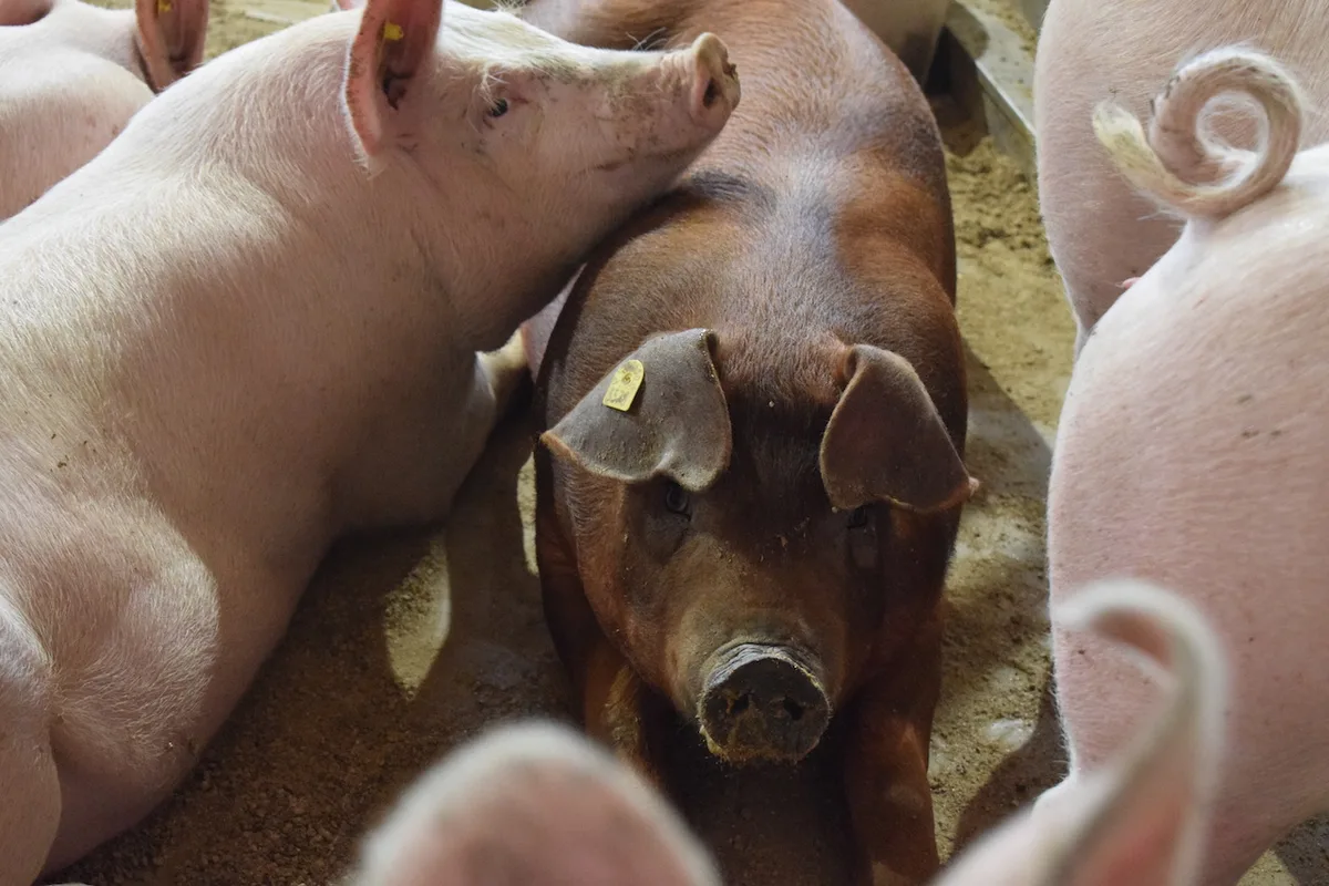 Marktpreise für Schlachtschweine