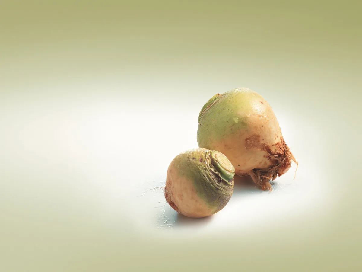99892058a861ad70b8f41c77abe29036ca56ee32 Woher der Bodenkohlrabi stammt, ist nicht nachgewiesen. (Bild VSGP)