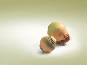 Woher der Bodenkohlrabi stammt, ist nicht nachgewiesen. (Bild VSGP)