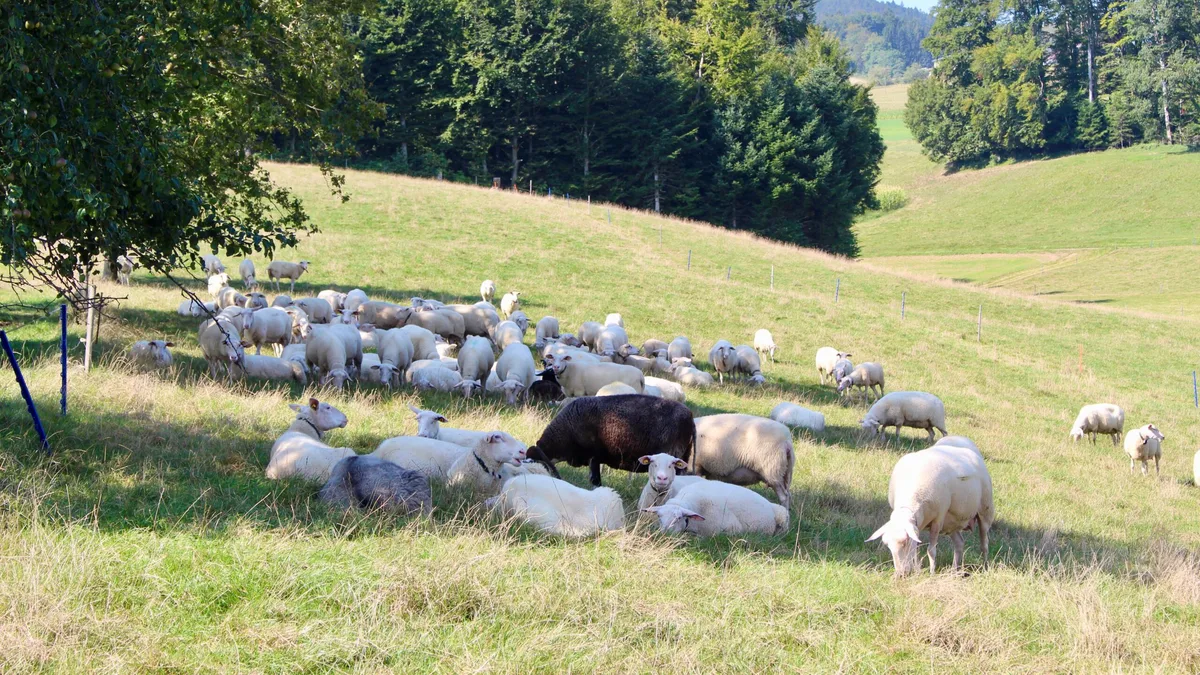 Alle Schafe müssen gleichzeitig Schattenplätze aufsuchen können.