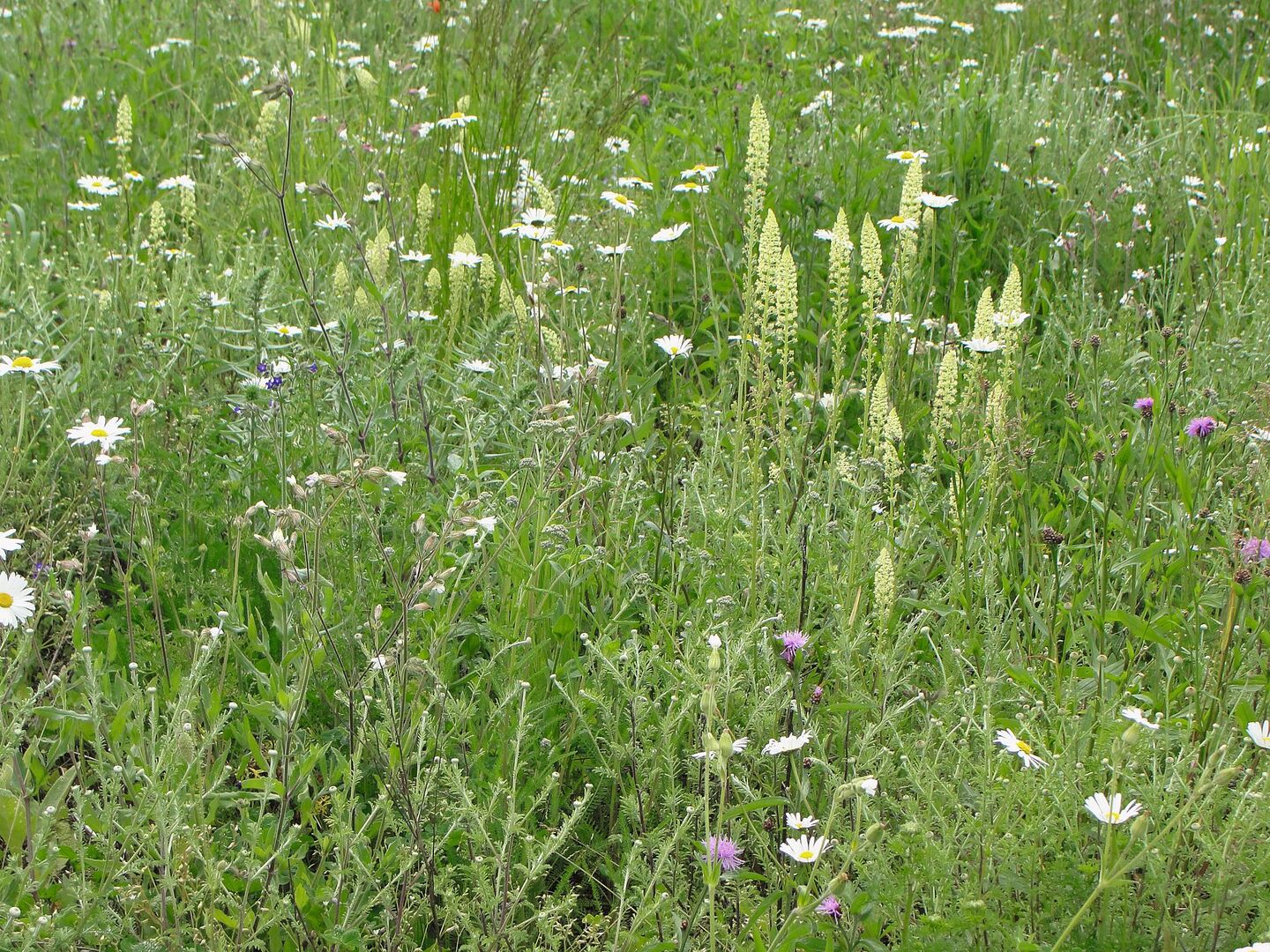 Die Buntbrache fördert dank 30 verschiedenen Pflanzenarten noch mehr Tierarten.