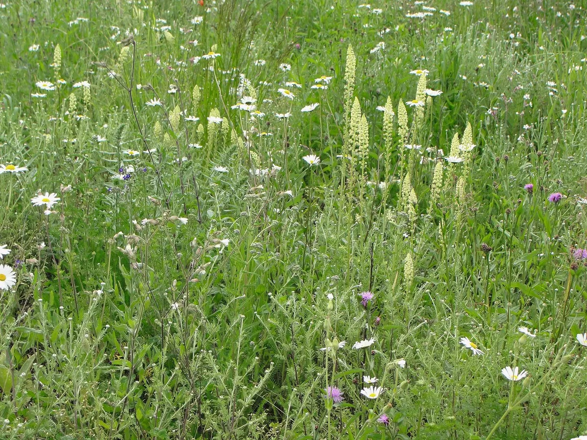 ef3b8f3cd773e5d748feee4ae168b96085795a44a523b3fecade23ff8a012441 Die Buntbrache fördert dank 30 verschiedenen Pflanzenarten noch mehr Tierarten.