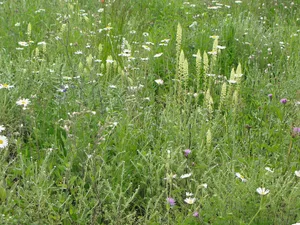 Die Buntbrache fördert dank 30 verschiedenen Pflanzenarten noch mehr Tierarten.