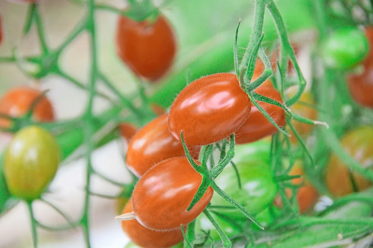 0198f8db7965e5d0a7c9d66f5340fed45c091fc4feaa6c443c3ce3d07e37edbb Für Tomaten (hier gesunde) ist das Jordanvirus eine der gefährlichsten Krankheiten, aber demnächst nicht mehr meldepflichtig.