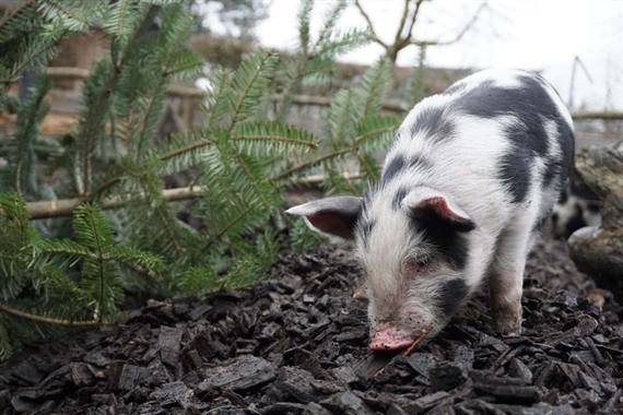 KAG Freiland machte etwa auch schon mit Alpschweine-Programmen auf sich aufmerksam. (Bild KAG Freiland)