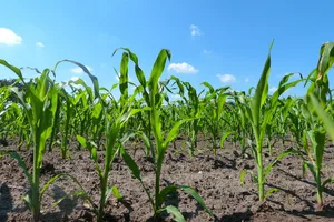 Der Einsatz von Pflanzenschutzmitteln wird zunehmend eingeschränkt, die Produzenten müssen andere Wege finden, ihre Pflanzen gesund zu halten. (Symbolbild Pixabay)