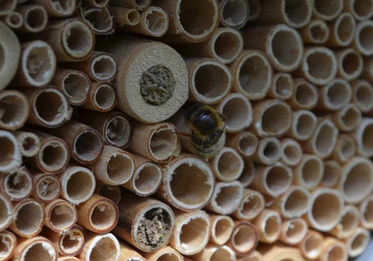 In sauberen Röhren können Solitär-Bienen und Wespen nisten. (Bild WSL)