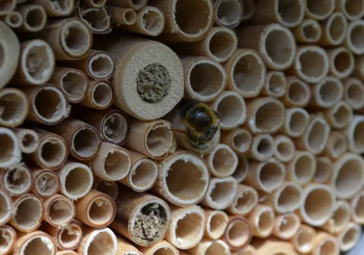 a182391ad334e7b987f2807139c047e4450732df In sauberen Röhren können Solitär-Bienen und Wespen nisten. (Bild WSL)
