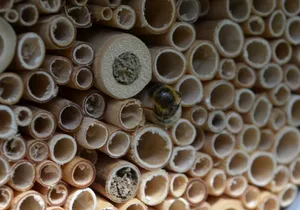 In sauberen Röhren können Solitär-Bienen und Wespen nisten. (Bild WSL)