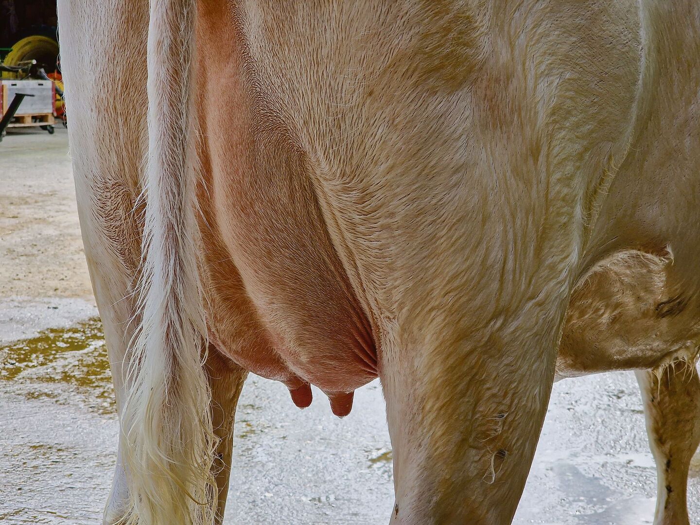 Ein gesundes Euter ist wichtig für die Milchproduktion. Die Zellzahl in der Milch ist ein Indiz dafür, wie es dem Euter geht. Hier wurde lange keine Forschung mehr betrieben.