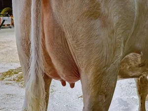 Ein gesundes Euter ist wichtig für die Milchproduktion. Die Zellzahl in der Milch ist ein Indiz dafür, wie es dem Euter geht. Hier wurde lange keine Forschung mehr betrieben.