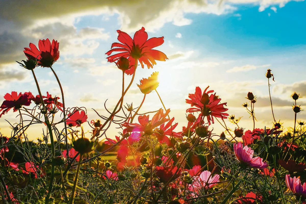 Die Blumenfelder in der Region sind beliebt. Die Felder sind nicht bewacht, und die Kunden können sich selbst bedienen. (Bild zVg)