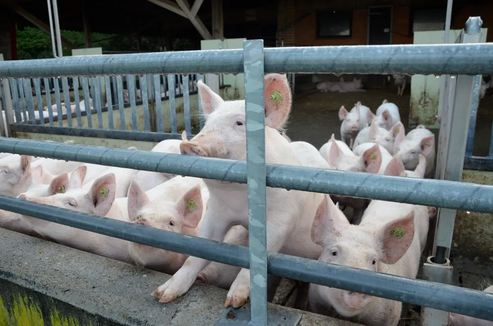 920c941d3b2c25b2e0d05a04a0b6e098beb49f4b Soll der neue Schweinemaststall nach Minimal- oder Labelvorschriften ausgerichtet werden? Baukosten, Arbeitszeit und Schlachtpreise müssen dabei berücksichtigt werden. (Bild Aline Küenzi)