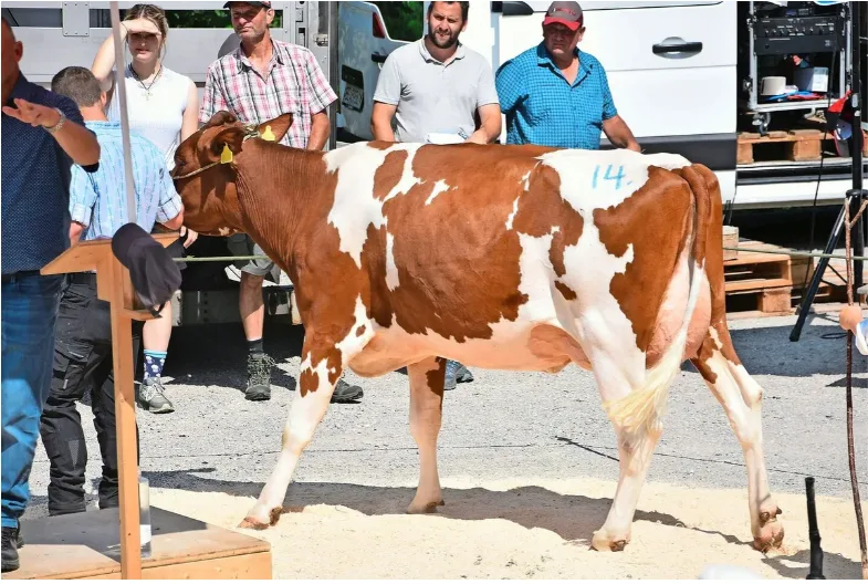 Bildschirmfoto 2026-07-28 um 13.59.31.png An der letztjährigen Zucht- und Nutzviehauktion in Springenboden-Gsässweid wurde diese Kuh für 4800 Franken gehandelt.