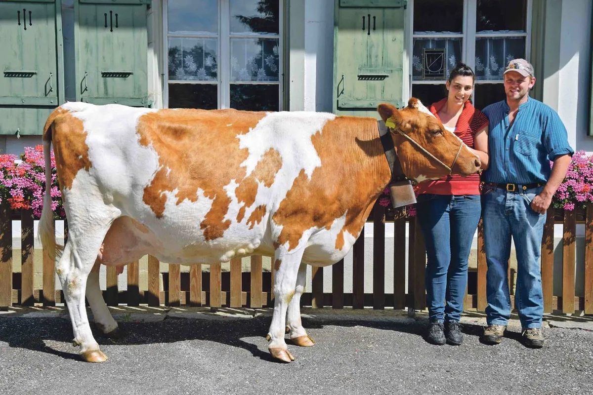 ad681786fb535008a1c10200f0d56fbdaaece002 Sandra und Bruno Beyeler in Düdingen FR mit ihrer Stadel Baloma. Sie leistete bisher 108'765 kg Milch. (Bild Peter Fankhauser)