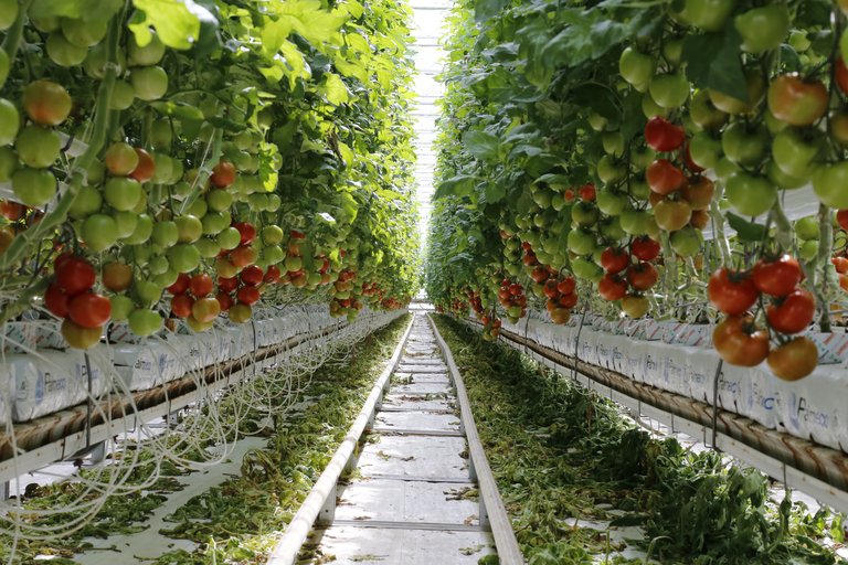 Die Wirtschaftskommission des Nationalrates spricht sich gegen die Fair-Food-Initiative der Grünen aus. (Symbolbild lid)
