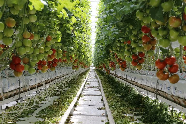 e1a90671438dc4581b05c53eee8c938a31679e8e Die Wirtschaftskommission des Nationalrates spricht sich gegen die Fair-Food-Initiative der Grünen aus. (Symbolbild lid)