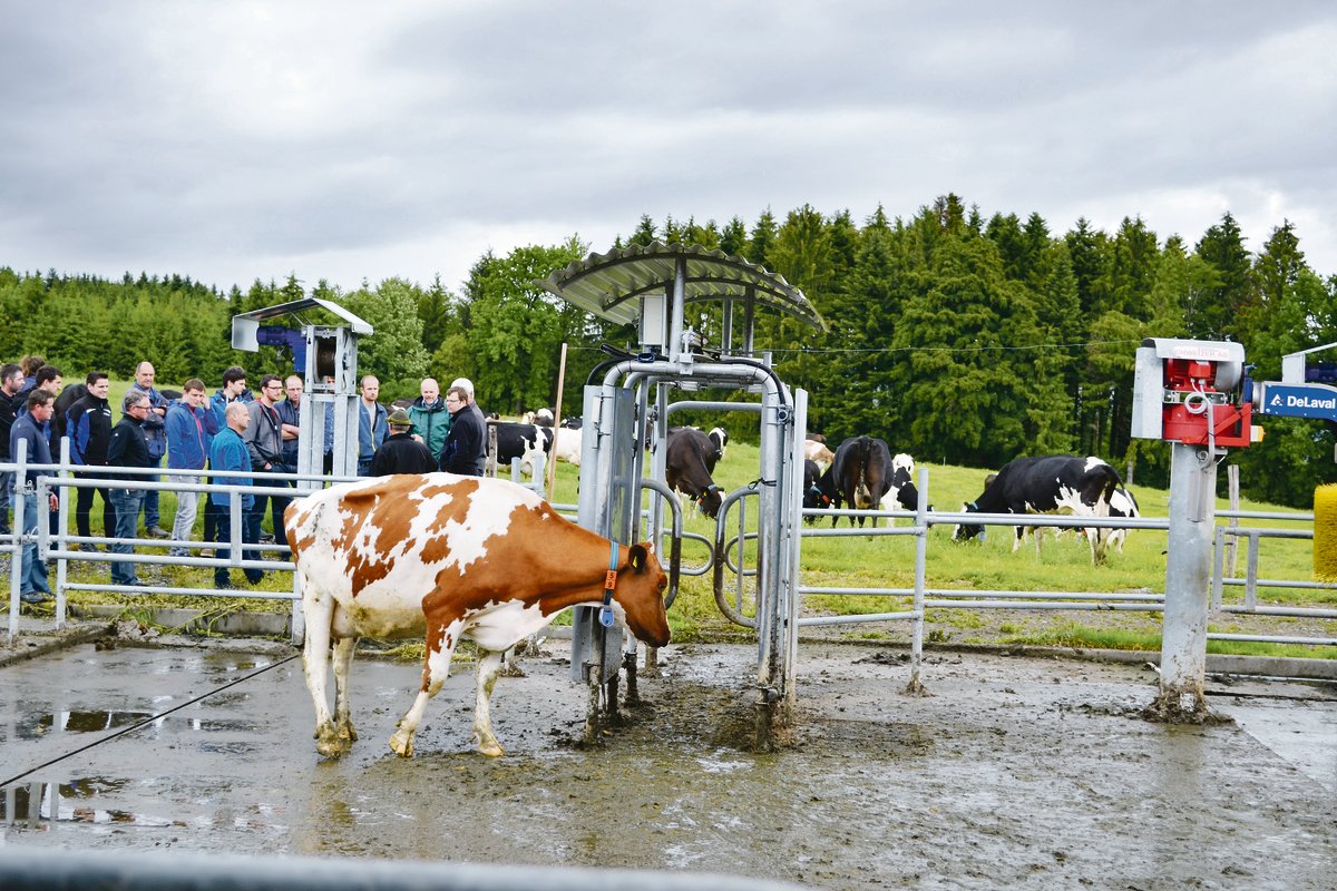 Ein Weidetor sorgt dafür, ob und in welche Weide die Kühe gehen dürfen.