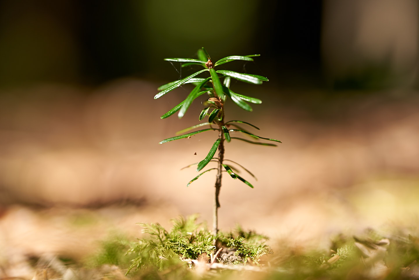 Da sie trocken-resistenter ist als andere Nadelbäu0me, sehen Forscher die Weisstanne (Abies alba) als Waldbaum der Zukunft. Die Entschlüsselung des Erbguts bringt einige Vorteile für die Praxis mit sich. (Bild Waldzeit.ch)